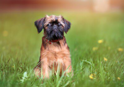 brussels griffon rescue uk