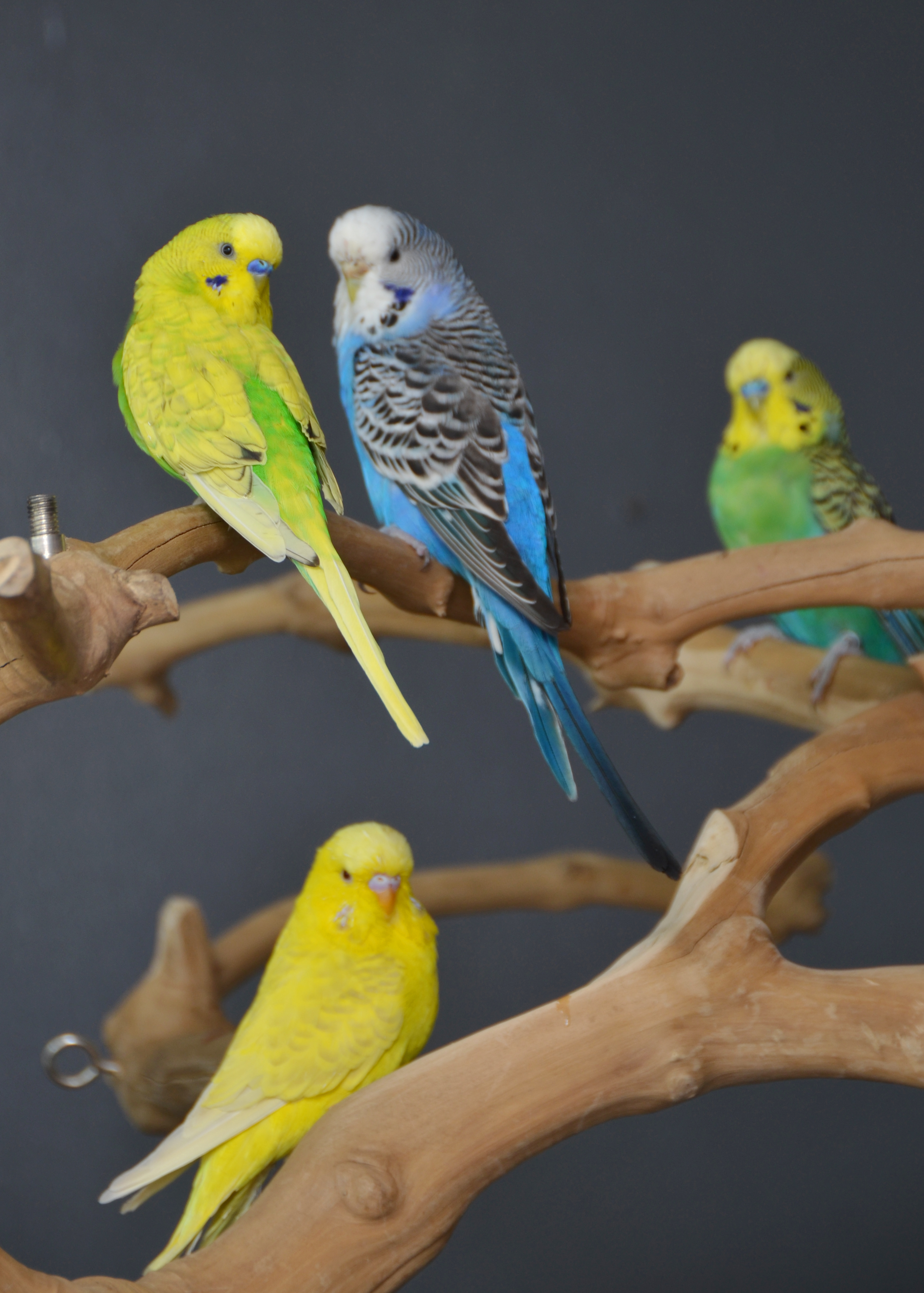 budgie breeder near me