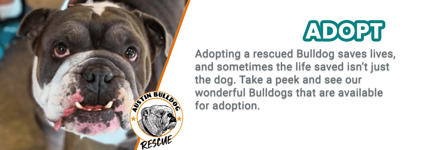 bulldog rescue texas