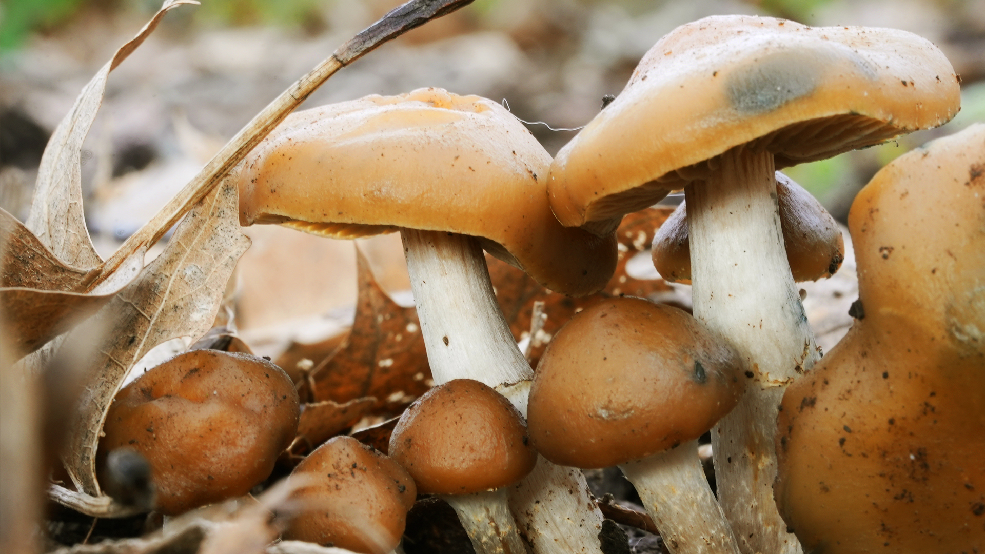 buy mushrooms in oregon