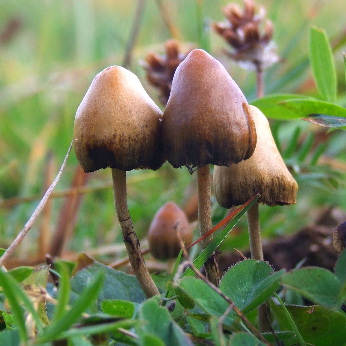 buying psychedelic mushrooms