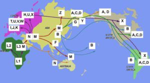 haplogroup