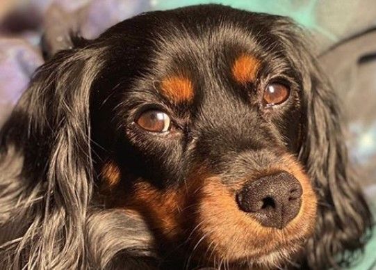 king charles spaniel mix breeds