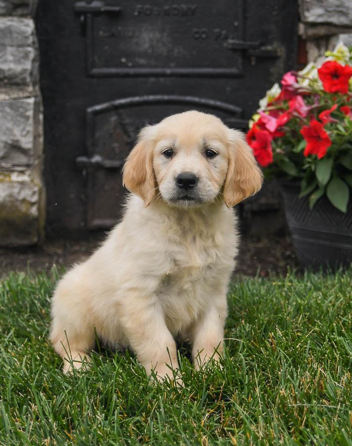 golden retriever puppies for sale $200