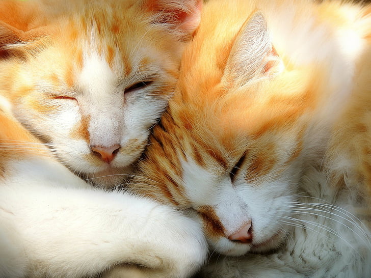 cute cat couple wallpaper