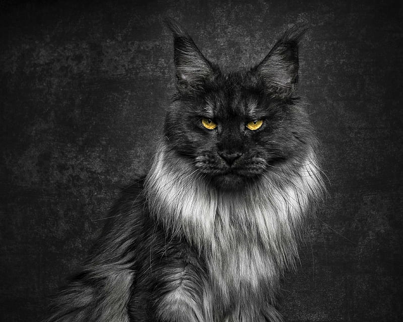 maine coon wallpaper hd