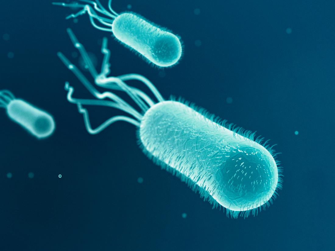 esbl e coli