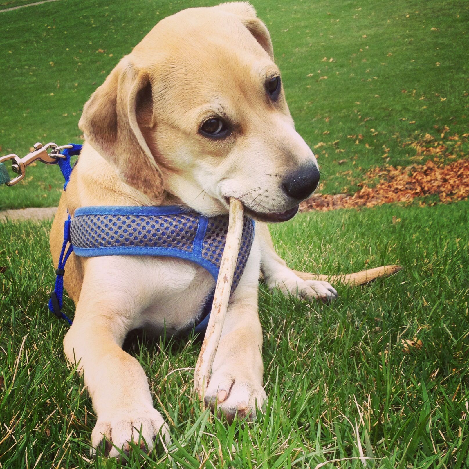 walker coonhound lab mix