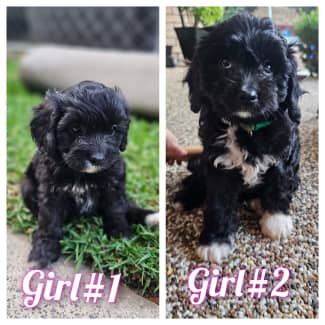 cavoodle puppies for sale $1500