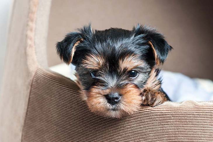 yorkshire terriers pups