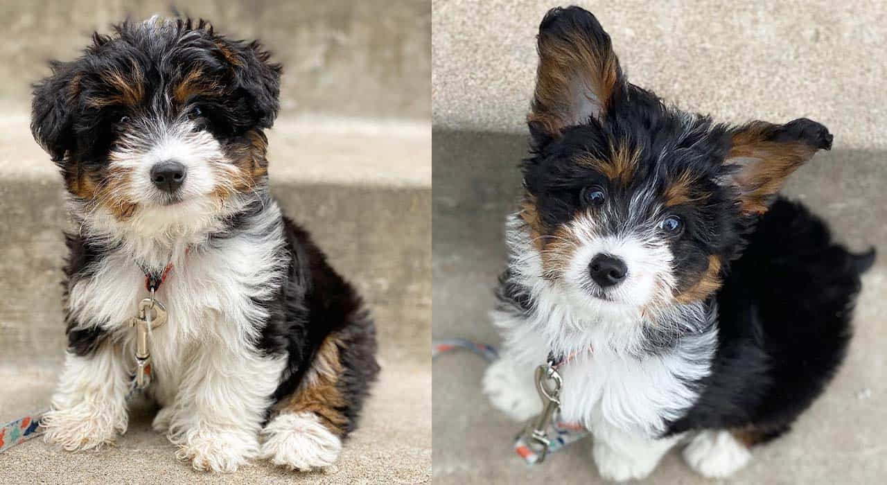 corgi and poodle mix