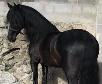 caballo negro en venta