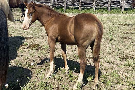 caballos en venta