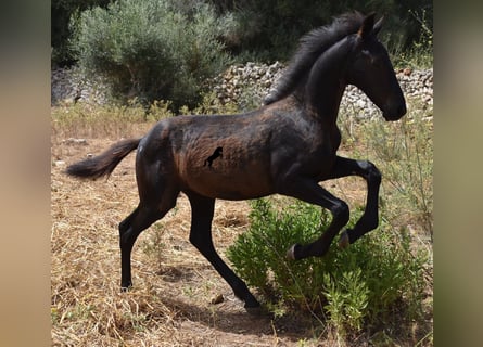 caballos frisones en venta en españa