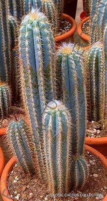 cactus seeds rare