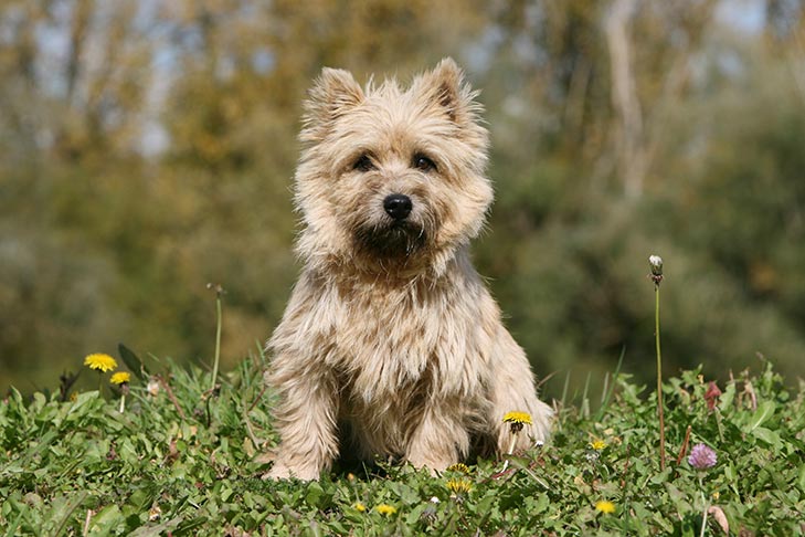 cairn terrier puppies