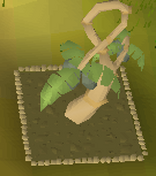 calquat osrs