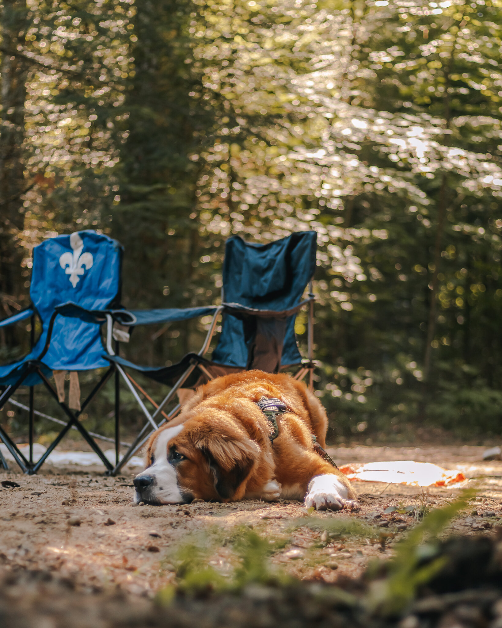 camping outaouais avec chien