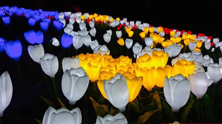 can we grow tulips in the philippines