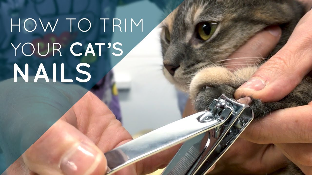 can you use human nail clippers on cats