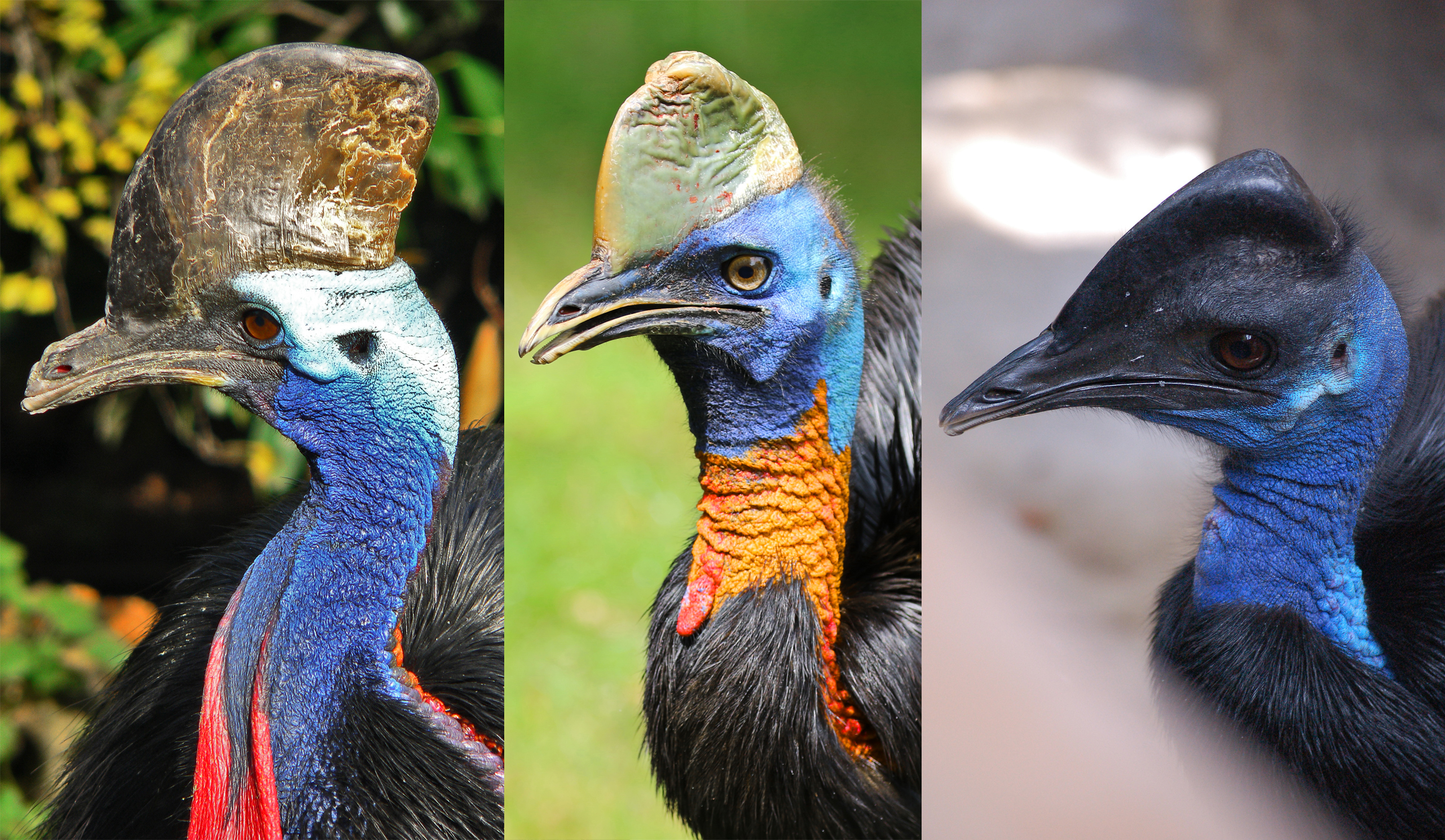 cassowary wiki