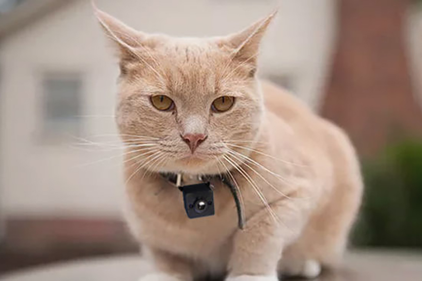 cat camera for collar