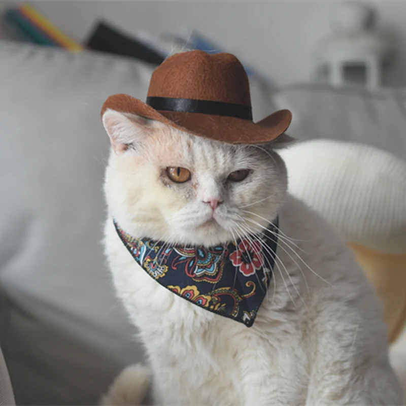 cat with a cowboy hat