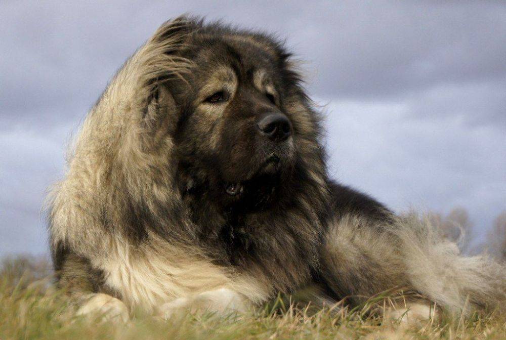 caucasus mountain shepherd