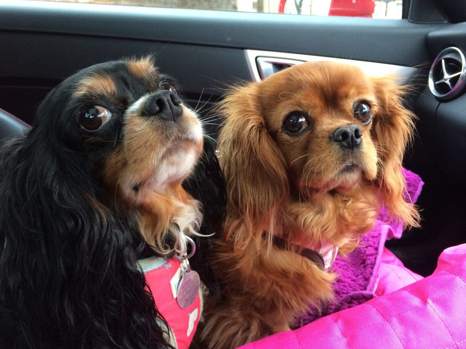 cavalier charles spaniel rescue