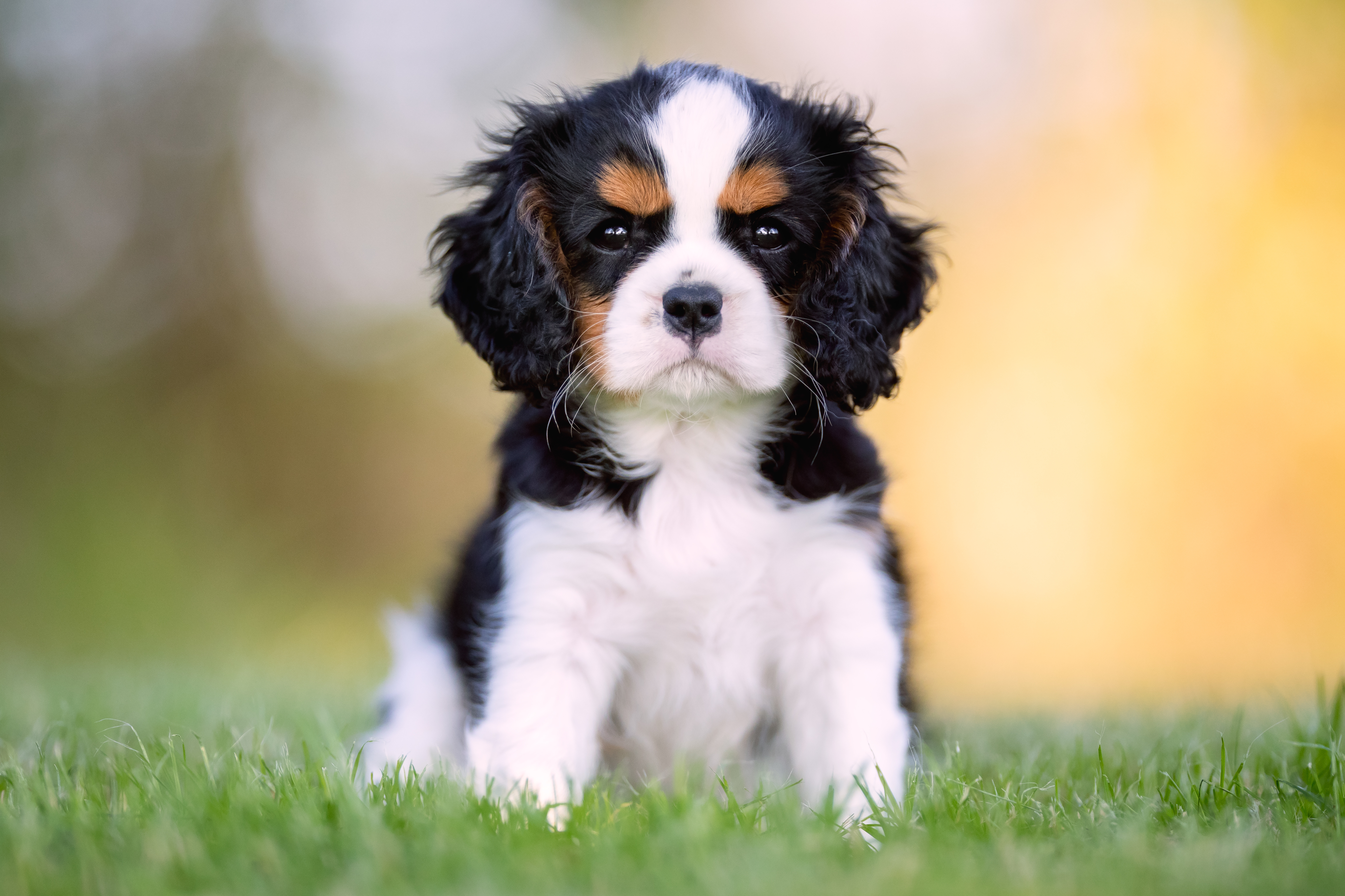 cavalier dogs for sale near me