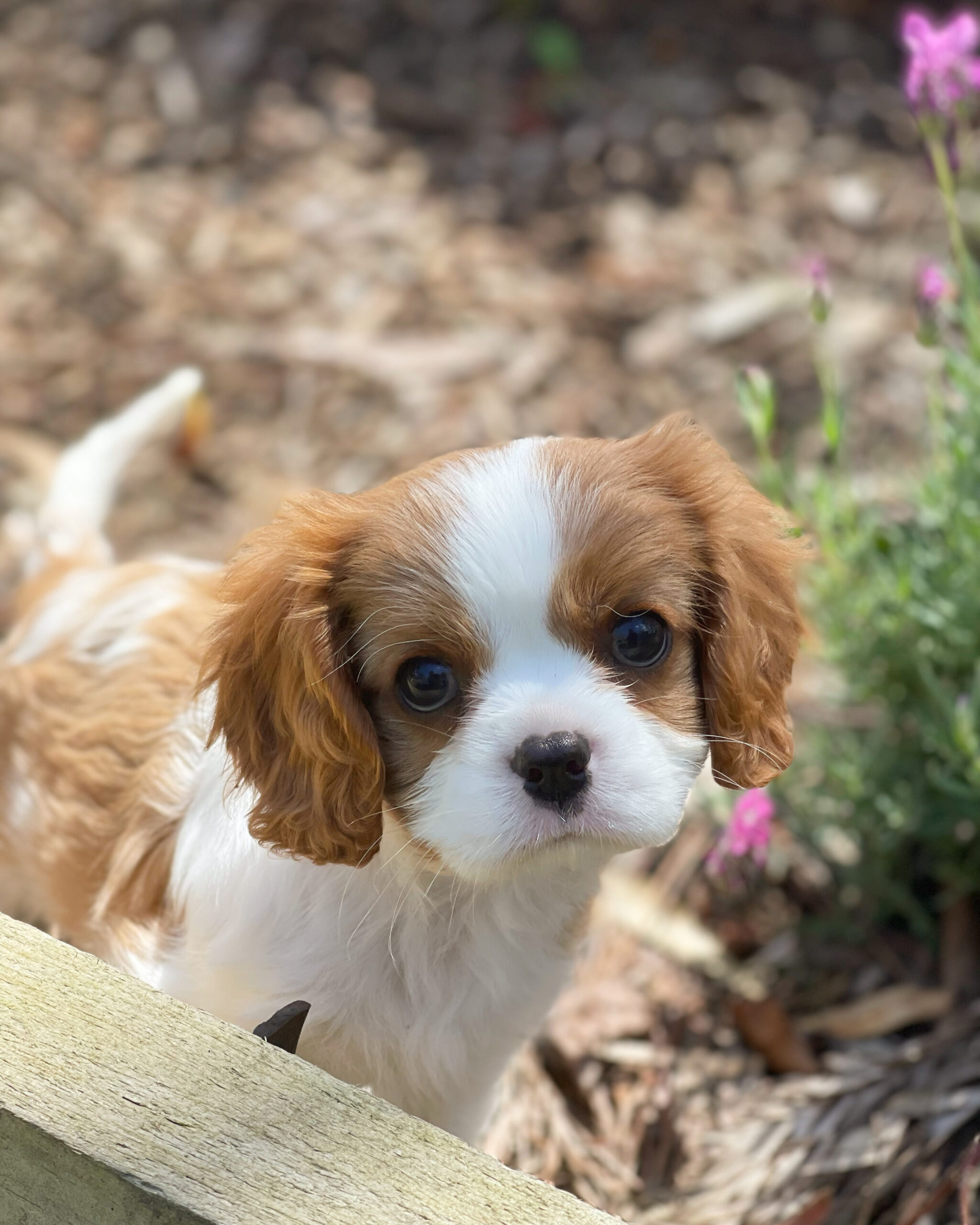 cavalier king charles spaniel puppies free to good home victoria