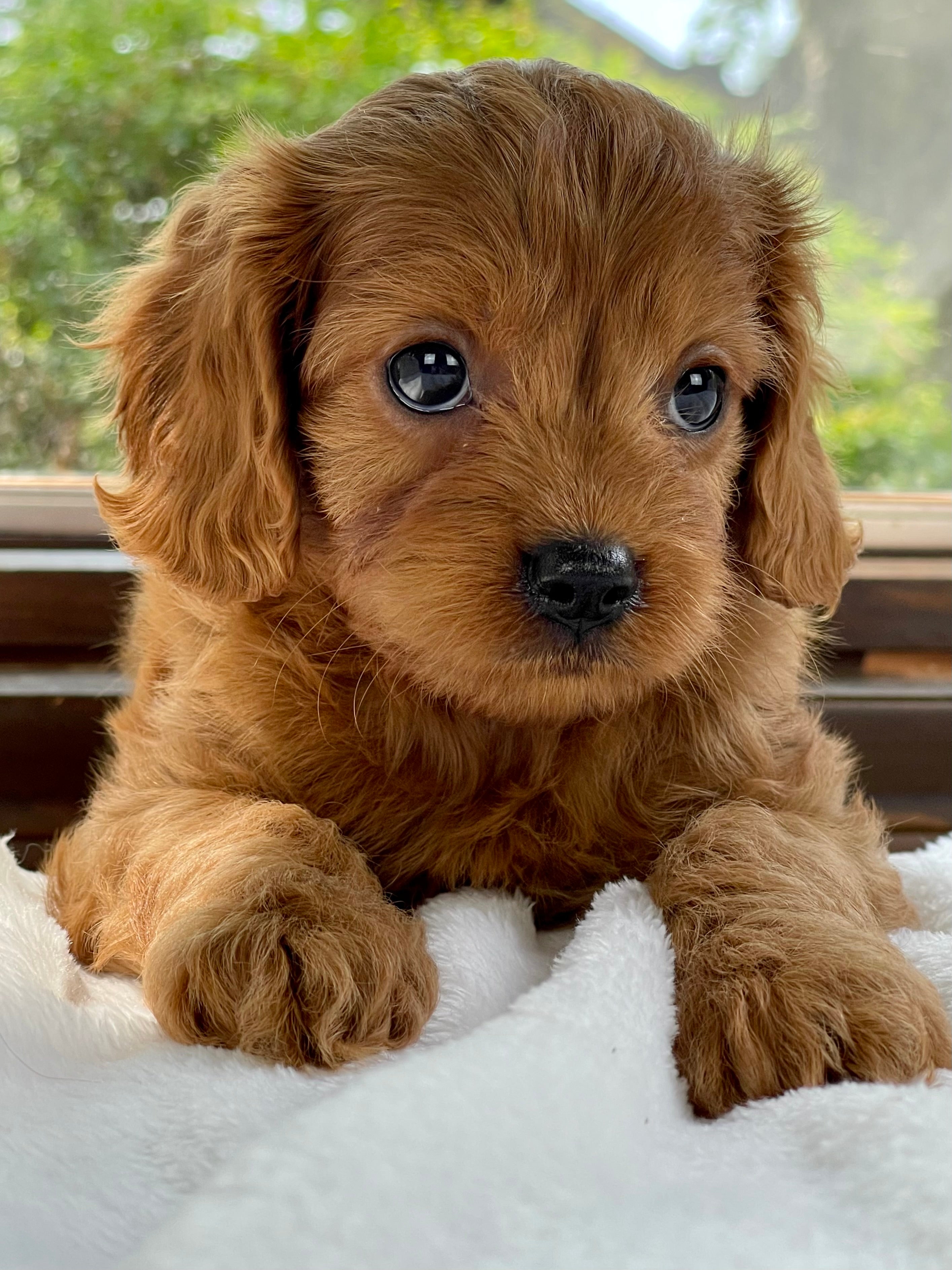 cavapoo cavapoo puppies