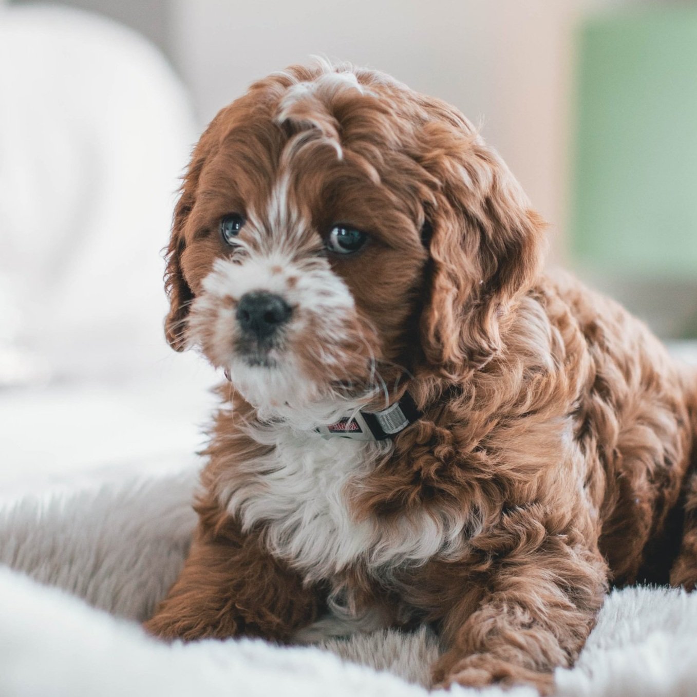 cavapoos for sale