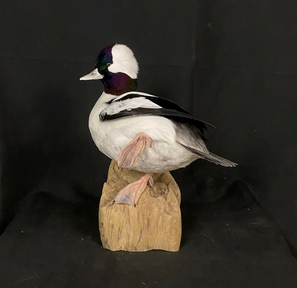 bufflehead drake mount