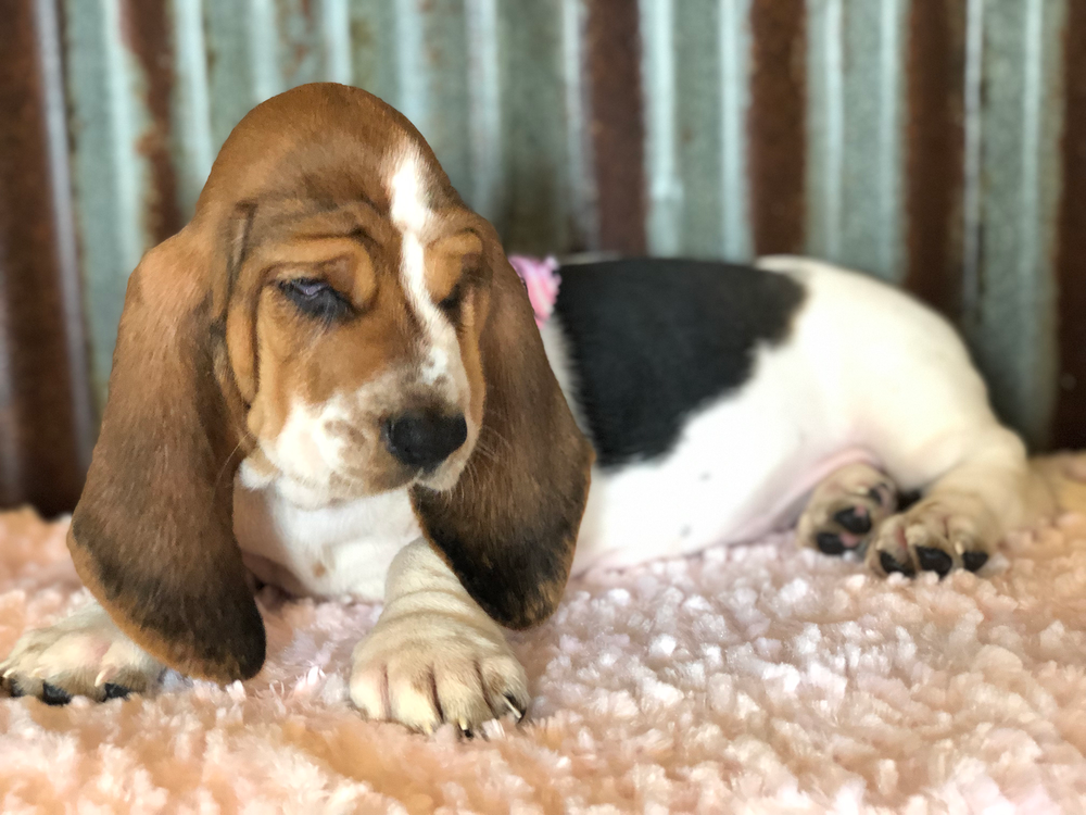 basset hound puppies near me