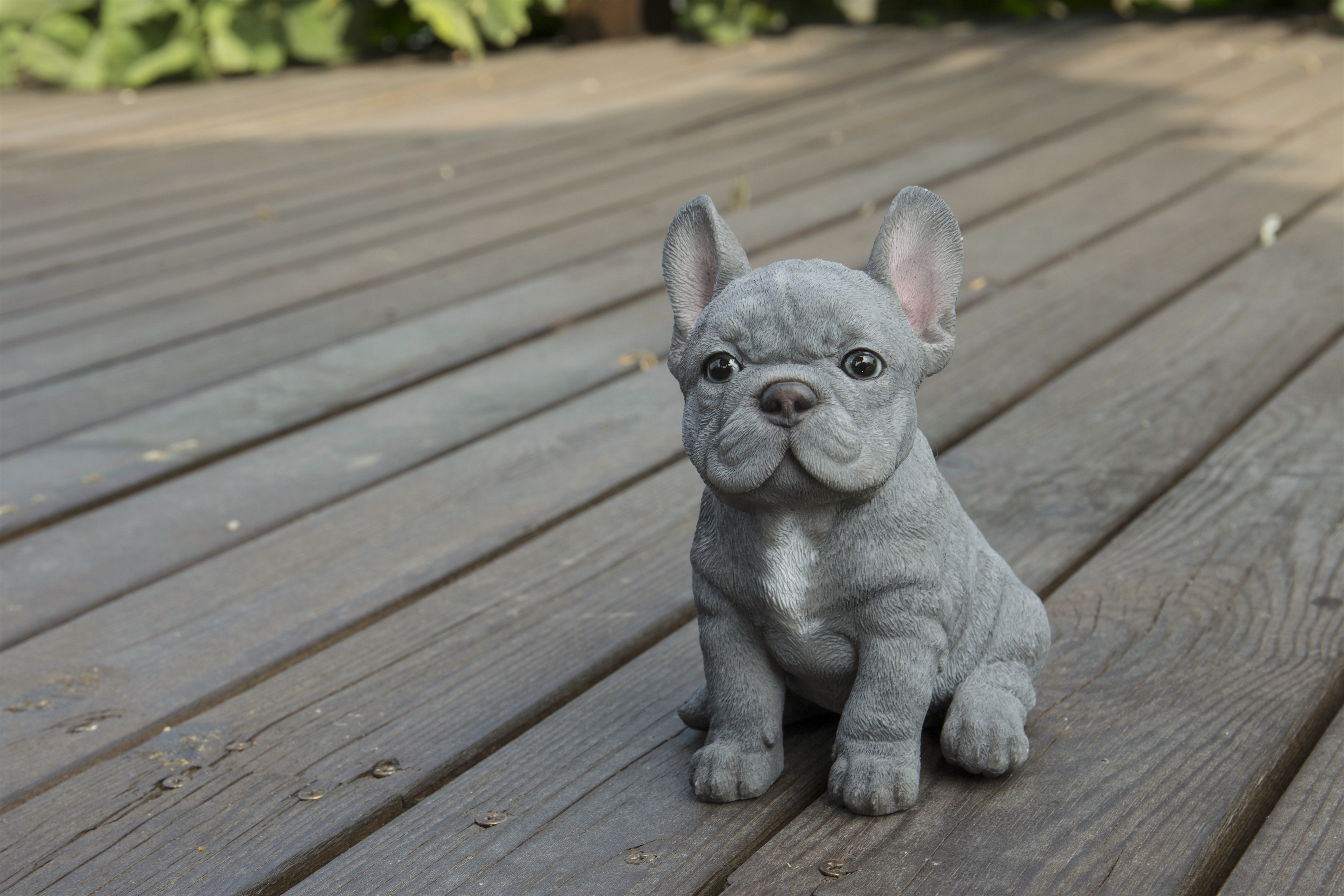 french bulldog puppies