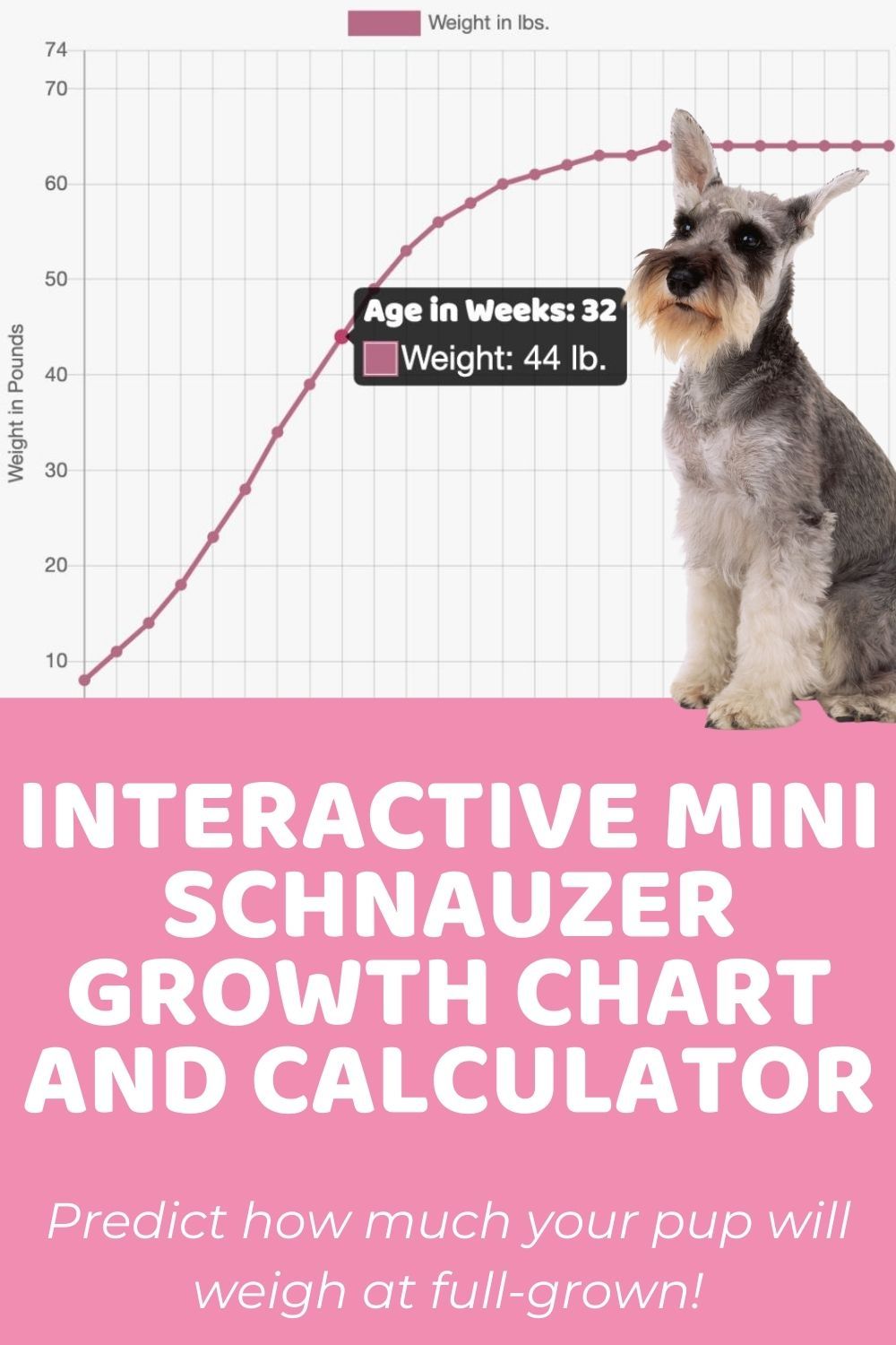 weight miniature schnauzer