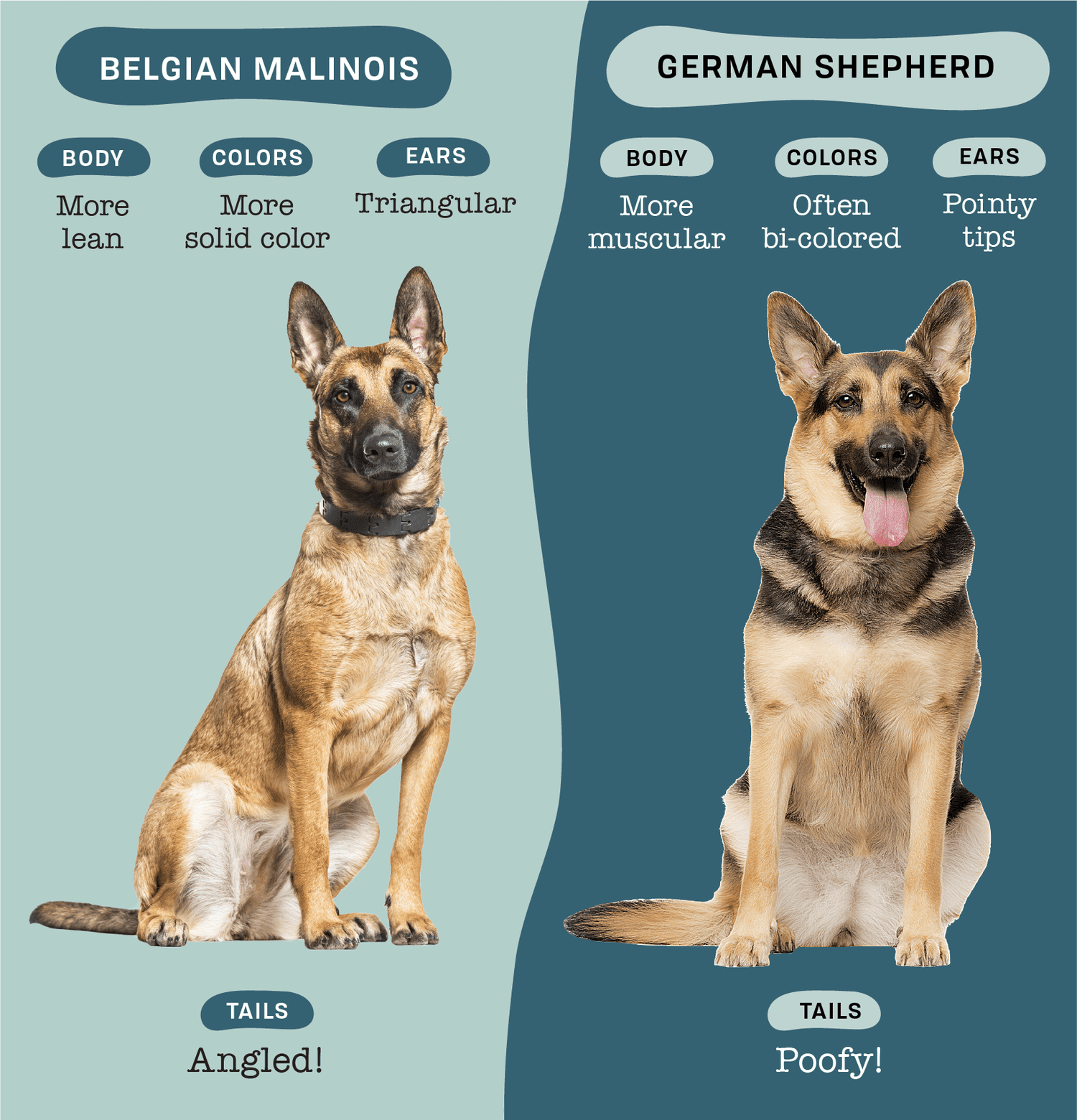 gsd/malinois