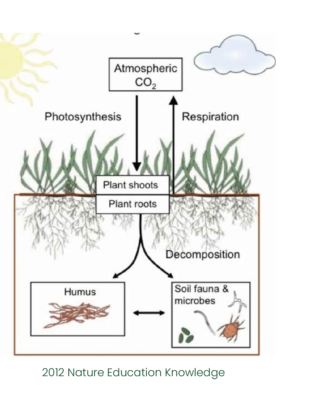 soil respiration soc