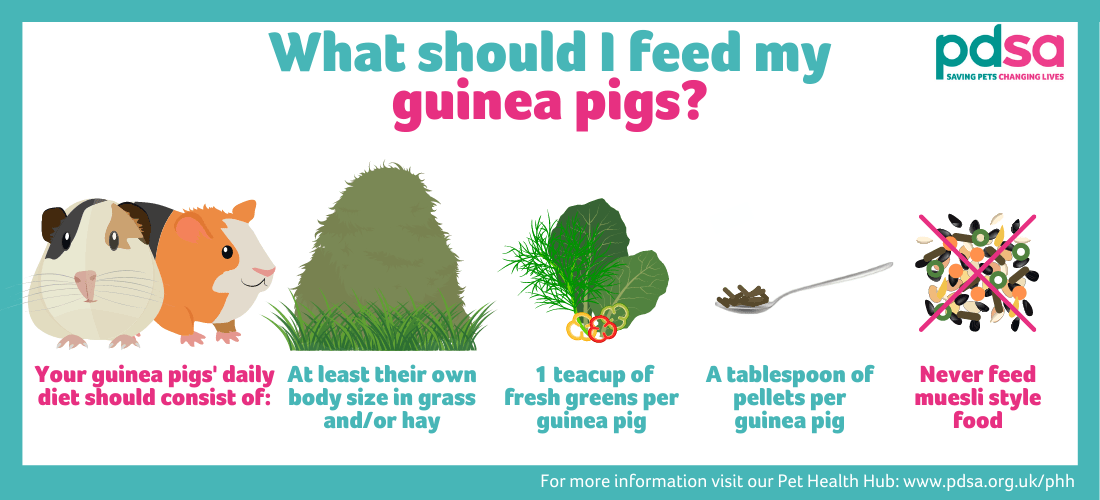 chart what do guinea pigs eat