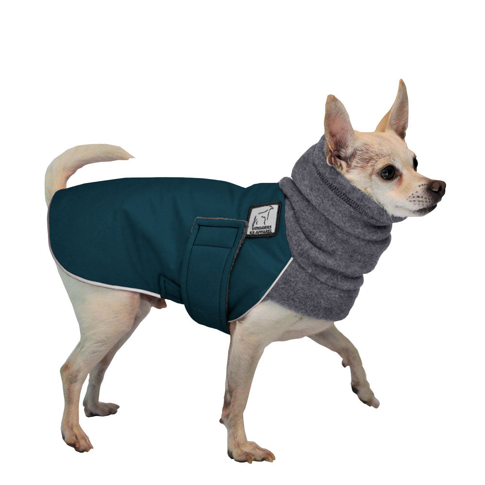 chihuahua coat