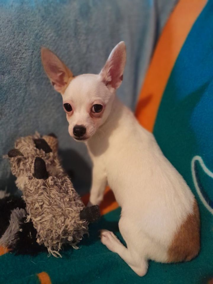 chihuahua rescue miami