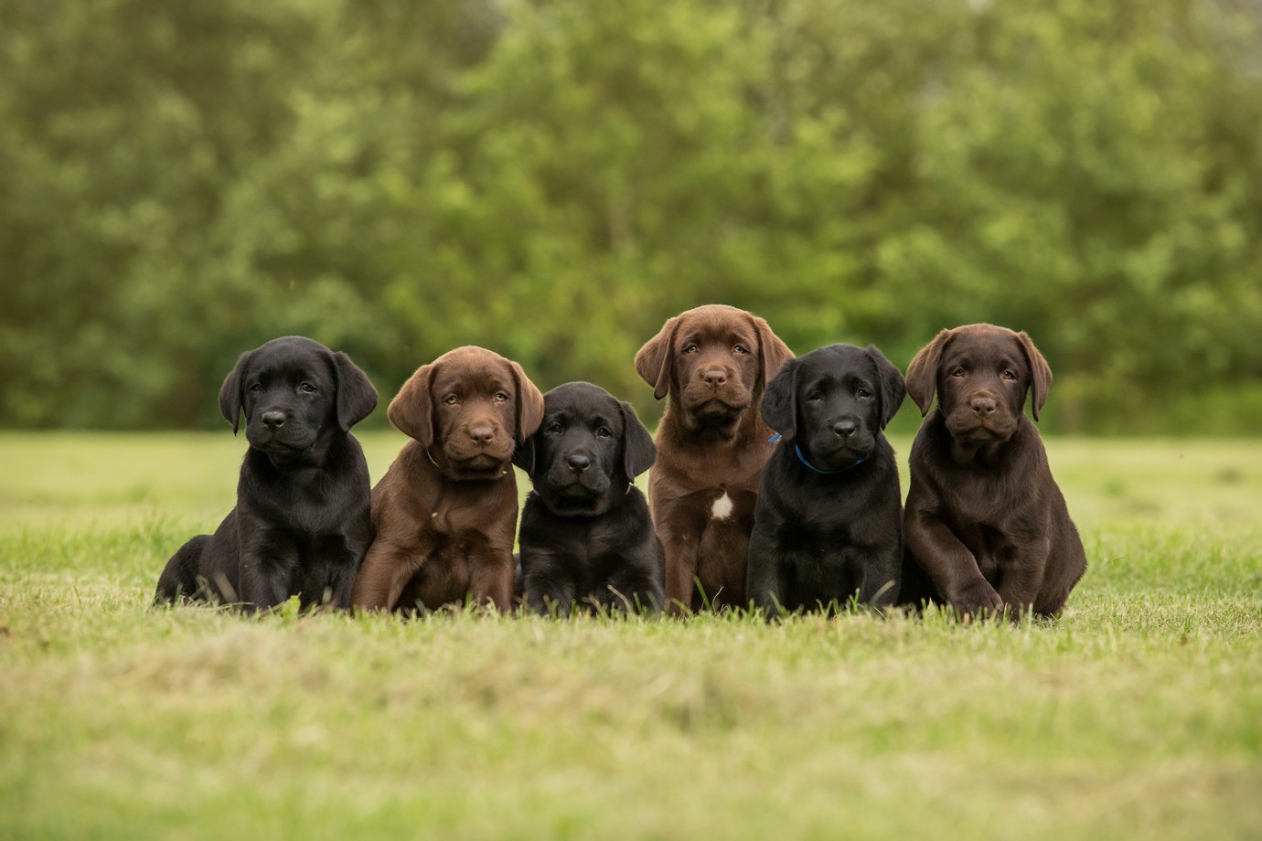 chocolate lab retriever puppies for sale