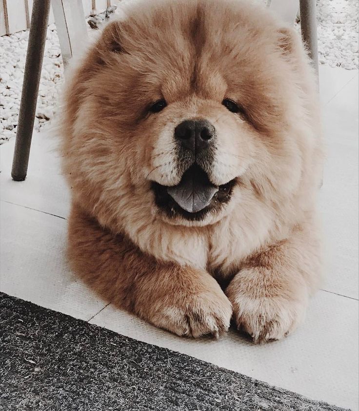 chow chow pinterest