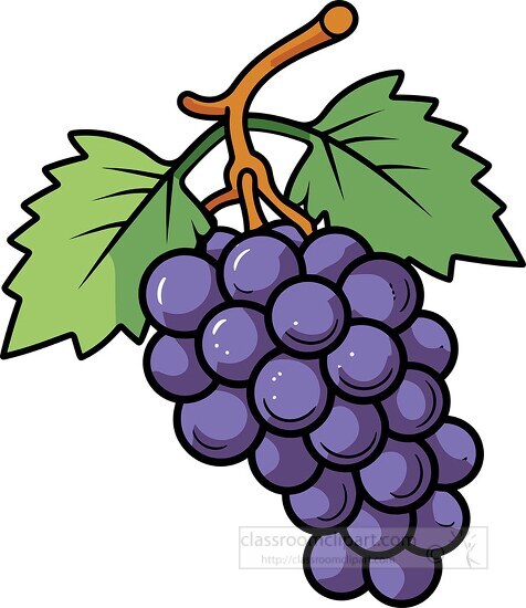 clip art grapes