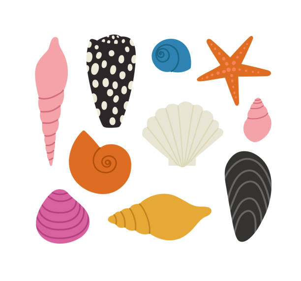 clip art of shells