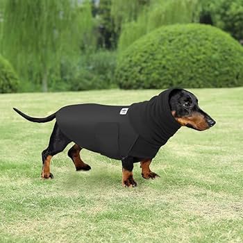 clothes dachshund