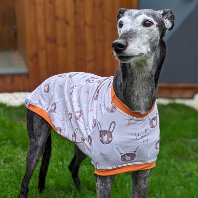 clothes for greyhounds