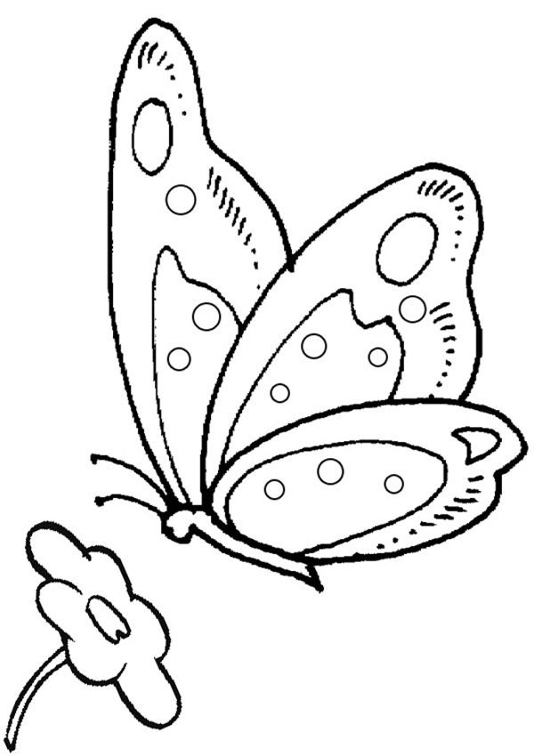 colouring pages butterfly