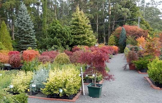 conifer gardens wholesale nursery